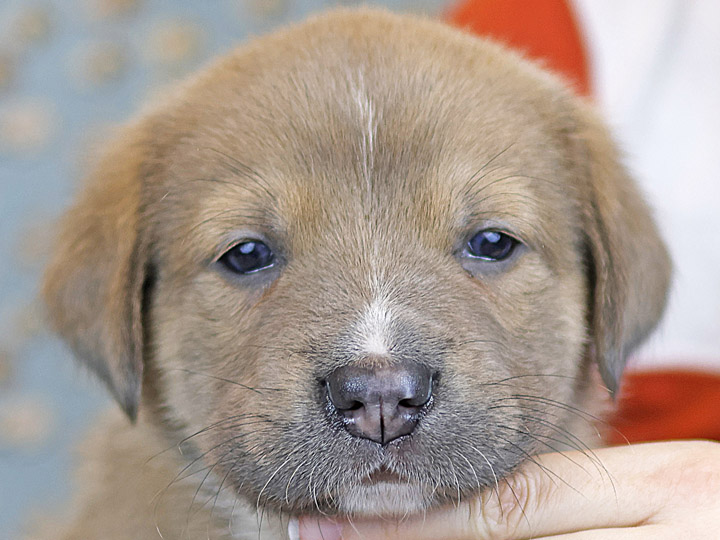 chinook puppy
